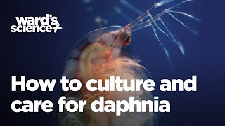 Caring and Culturing for Daphnia [upl. by Randie853]