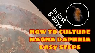 How to Culture Magna Daphnia Easily [upl. by Helaina]