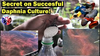 How to Culture Daphnia Successfully [upl. by Emmi]