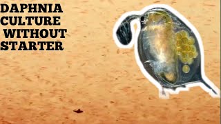 HOW TO CULTURE DAPHNIA NATURALLY WITHOUT A STARTER [upl. by Ettenor]