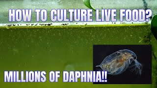 How to Culture Daphnia Secret Method to Breed MILLIONS  Simply Aquatic [upl. by Starobin505]