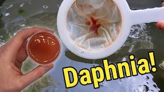 How I Culture Daphnia In Outdoor Tubs [upl. by Nnuahs219]