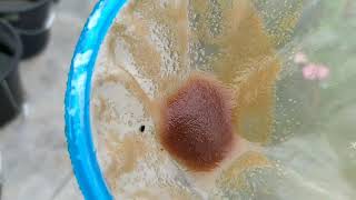 How to culture daphnia moina in a small container Part 1 English Subtitle [upl. by Chaiken]