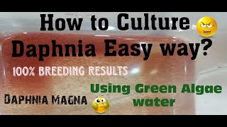 Daphnia MagnaHow to Culture Daphnia Easy wayCulturing Daphnia using Green water Daphnia [upl. by Ralston]