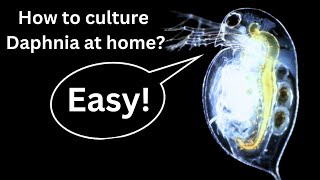 BEST Live Fish Food Beginner guide How to Culture Daphnia at home [upl. by Judas]