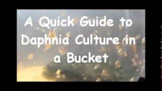 How to culture daphnia outside [upl. by Doralin308]