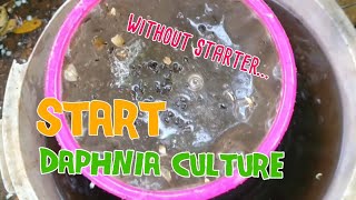 How to culture daphnia moina the easy way 1  Starting the Daphnia culture [upl. by Hausner253]