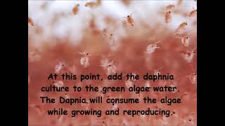 Daphnia  How to grow daphnia in your home [upl. by Gottwald163]