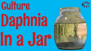 How to Culture Daphnia in a Jar [upl. by Koerlin14]