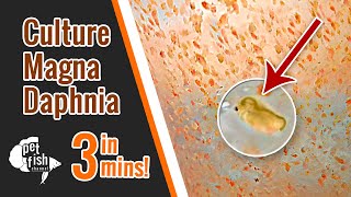 How to culture DAPHNIA MAGNA  The easy way [upl. by Catto325]