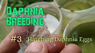 Daphnia Culture made simple and easy 3  Hatching Daphnia eggs [upl. by Adraynek]