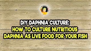 DIY Daphnia Culture How to Culture Nutritious Daphnia as Live Food for Your Fish [upl. by Lupita]