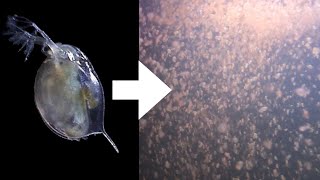 How I Culture Daphnia [upl. by Sellihca]