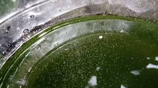 DAPHNIA MOINA CULTURE IN A SMALL BUCKET [upl. by Geordie]