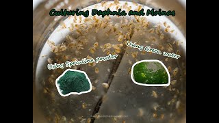 How To Culture Daphnia and Moinas using Green Water Spirulina powder [upl. by Revert]