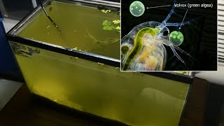 Raising Daphnia for the Freshwater Aquarium [upl. by Aixela778]