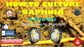 HOW TO CULTURE DAPHNIA In Easy Way [upl. by Isherwood]